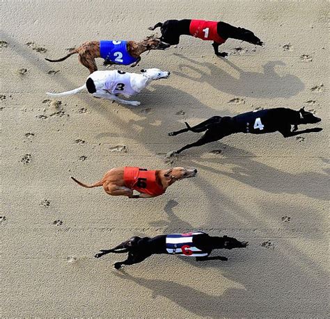 Greyhound betting tips and analysis for live card at Romford.